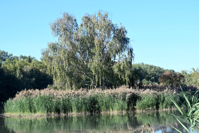 DSC_3971.JPG