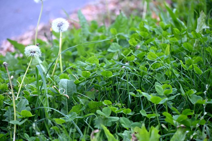 DSC_4104.JPG